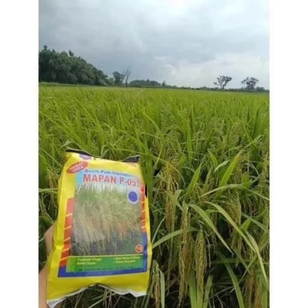 Bibit Padi Hibrida MAPAN Kualitas Original Jaminan asli 100% / beras mapan