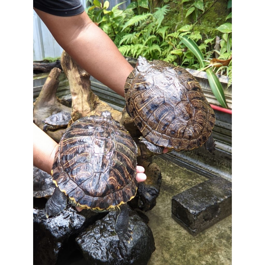 Pelet Kura-Kura Brazil Indukan