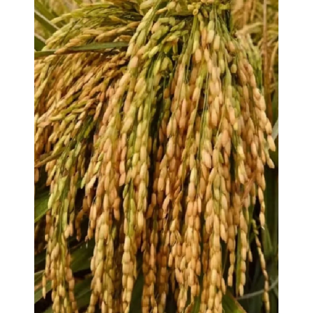 BENIH PADI COCOK DI RAWA DAN AIR BANJIR PADI SRI DELA