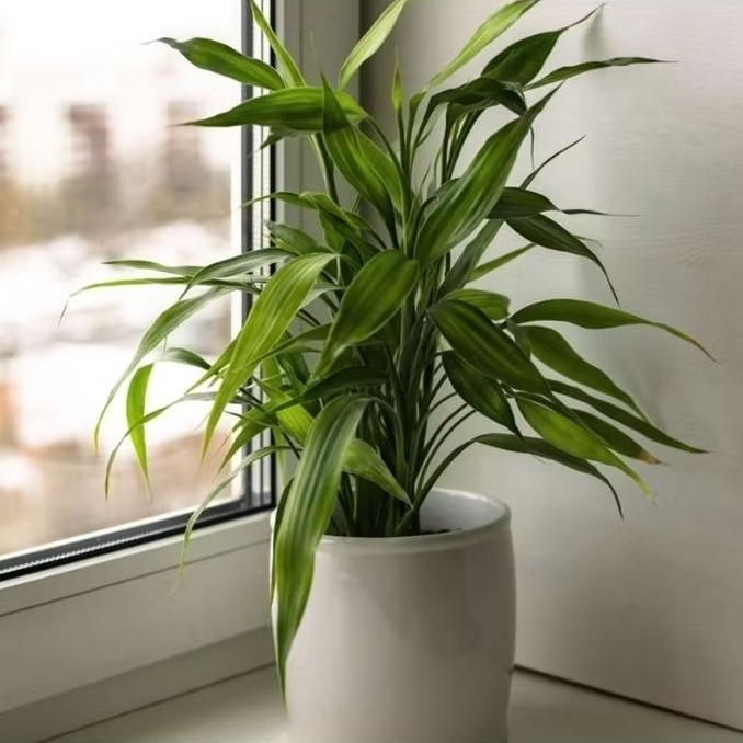 tanaman hoki - tanaman rejeki - tanaman media air - tanaman pembersih udara - tanaman bambu sri reje