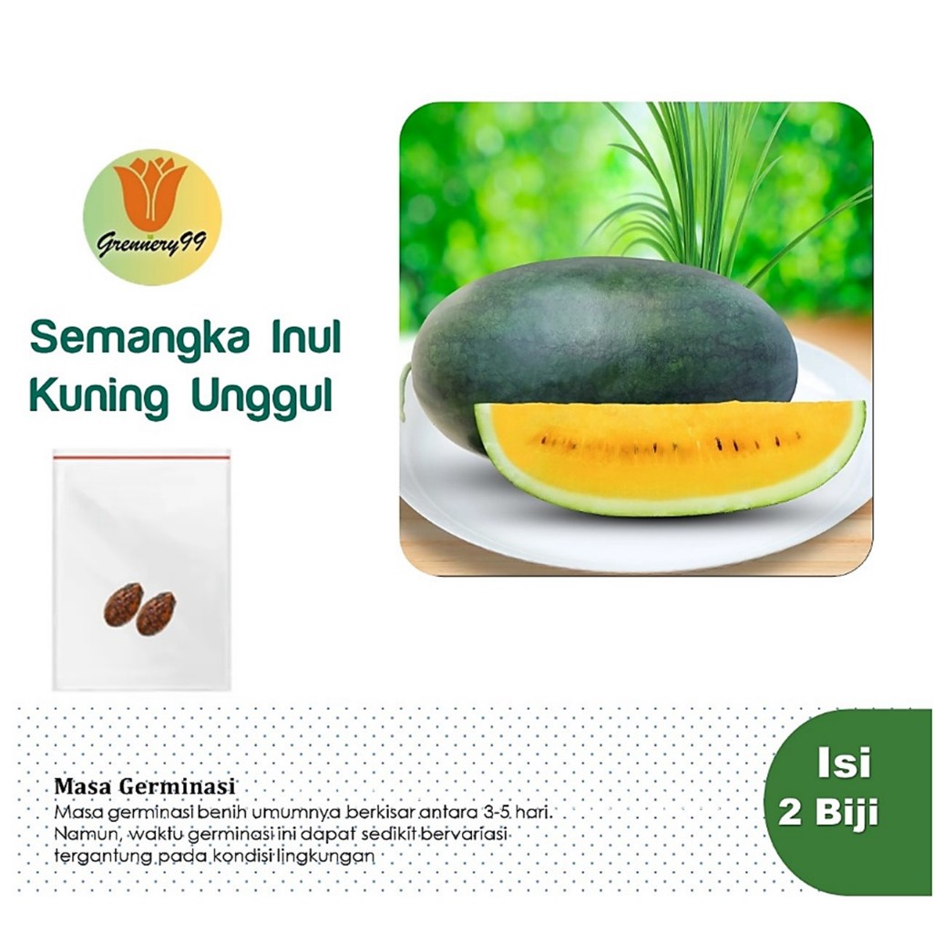 Benih Semangka Inul Kuning F1 Hibrida Maduri Bibit Tanaman Buah Semangka Lonjong Bintang Asia