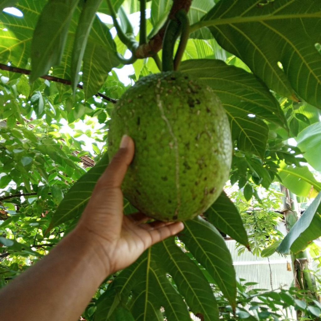 

buah sukun