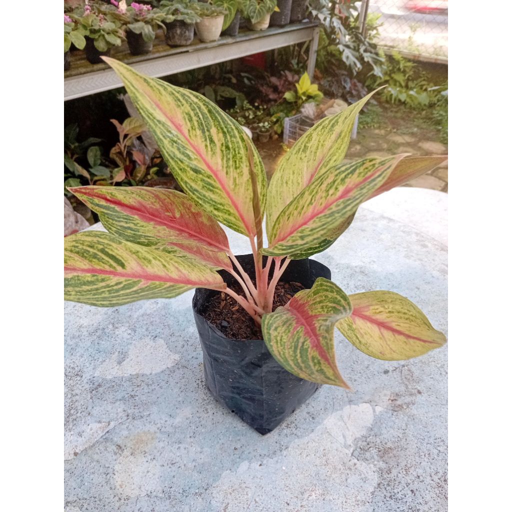 Aglonema Caribian – Tanaman Hias Aglonema segar siap induk