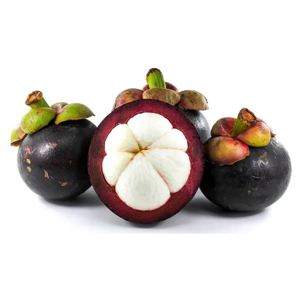 BIBIT MANGGIS JEPANG  KONDISI SUDAH BERBUAH SPESIAL LIVEE