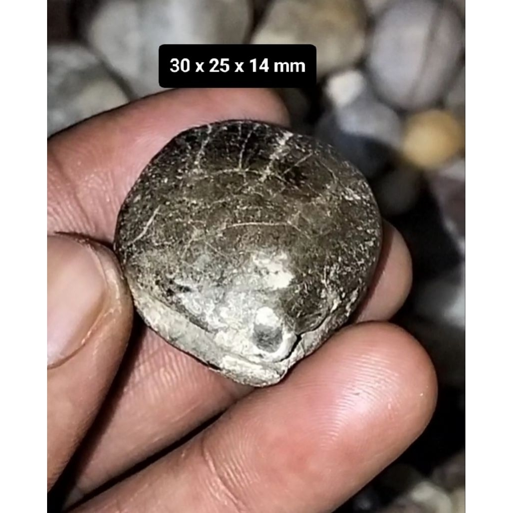 Kijing Bungkem natural