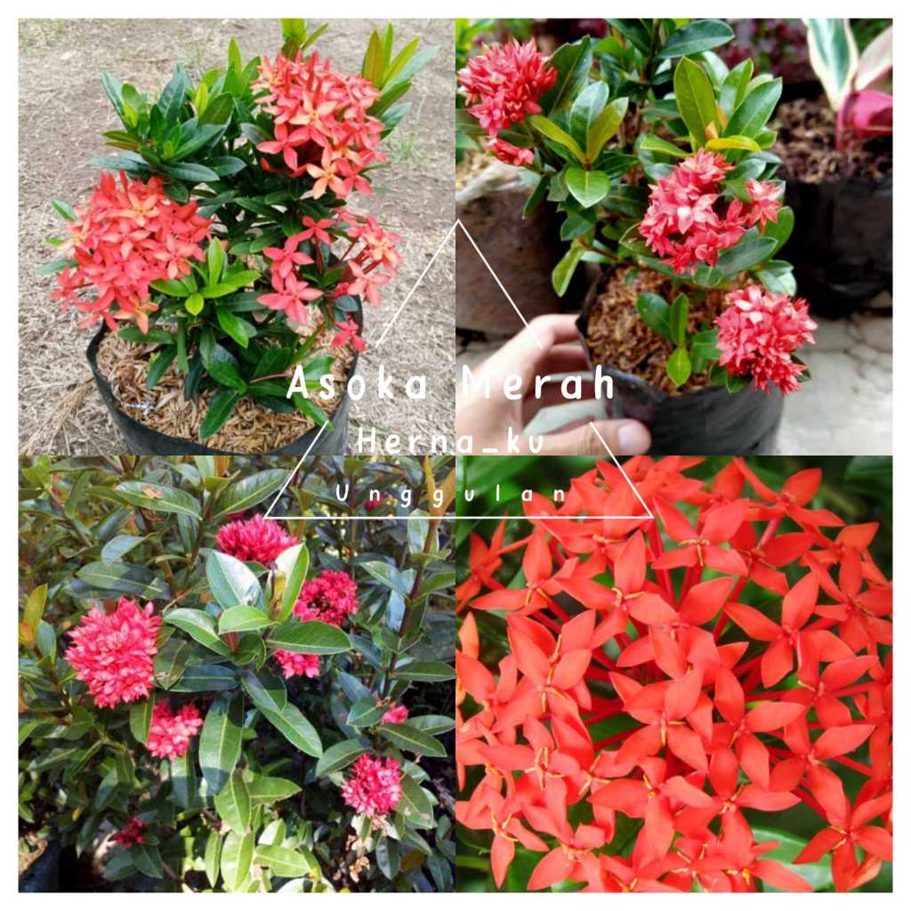 Tanaman Hias Bunga ASOKA MERAH / Bunga Asoka Mini Siap Berbunga