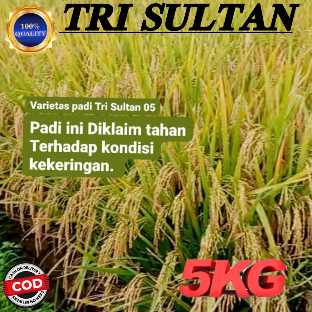 BENIH PADI TRI SULTAN 05 BERKUALITAS 5KG