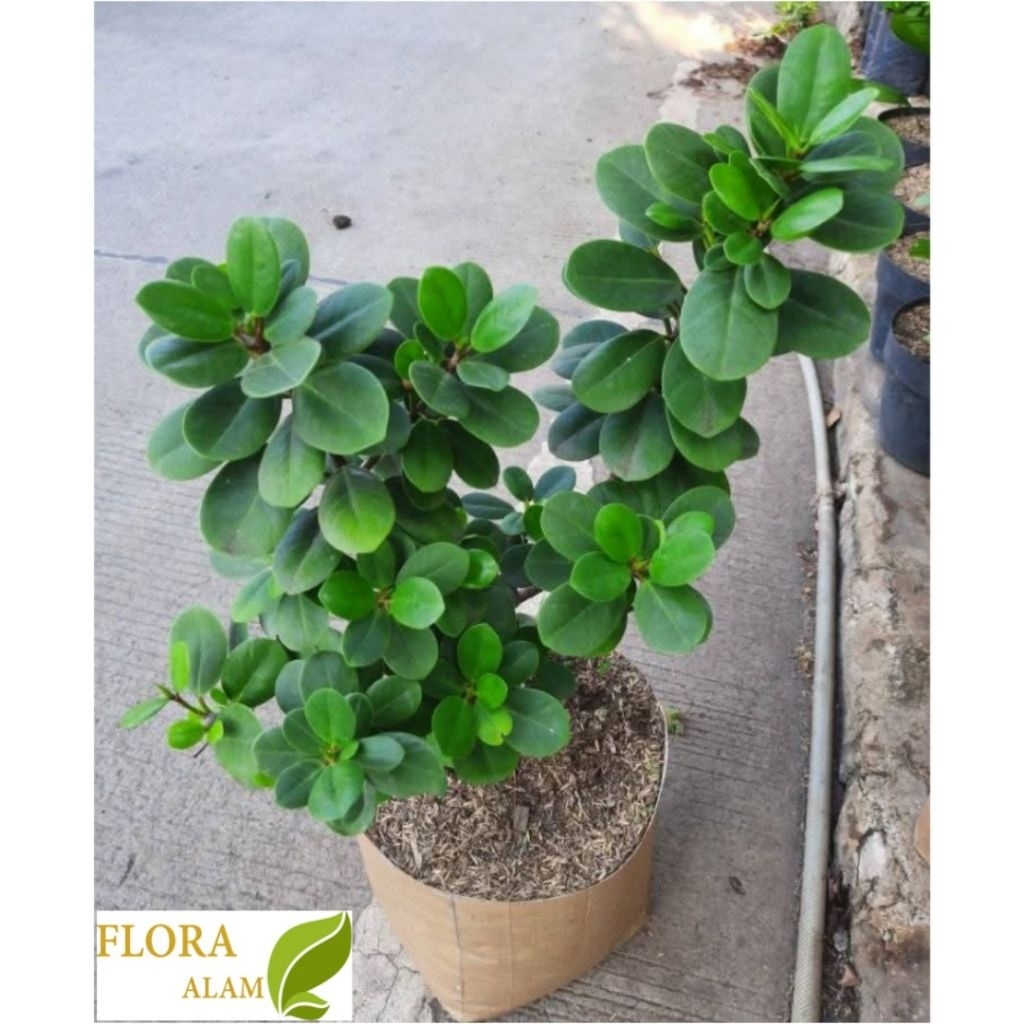 Tanaman Beringin Dolar - Bonsai Beringin Dolar Tinggi 40cm - 50cm