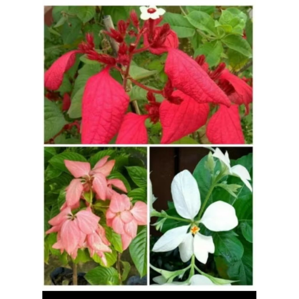 Tanaman hias bunga nusa indah - 3 tanaman nusa indah