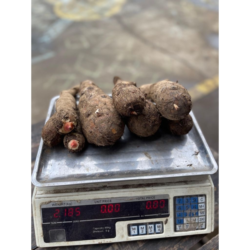 Umbi Talas Mbote / Enthek / Entik Fresh Segar 1 Kg