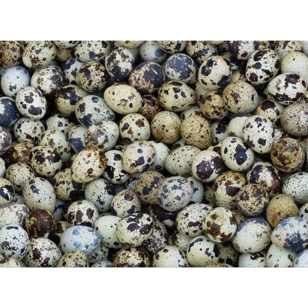 TELUR PUYUH MENTAH 1 KG FRESH DARI PETERNAK