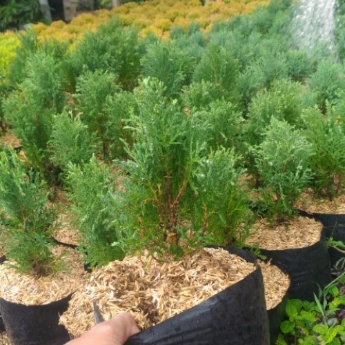 Tanaman Cemara Rentes Rimbun - pohon cemara rentes - cemara rentes