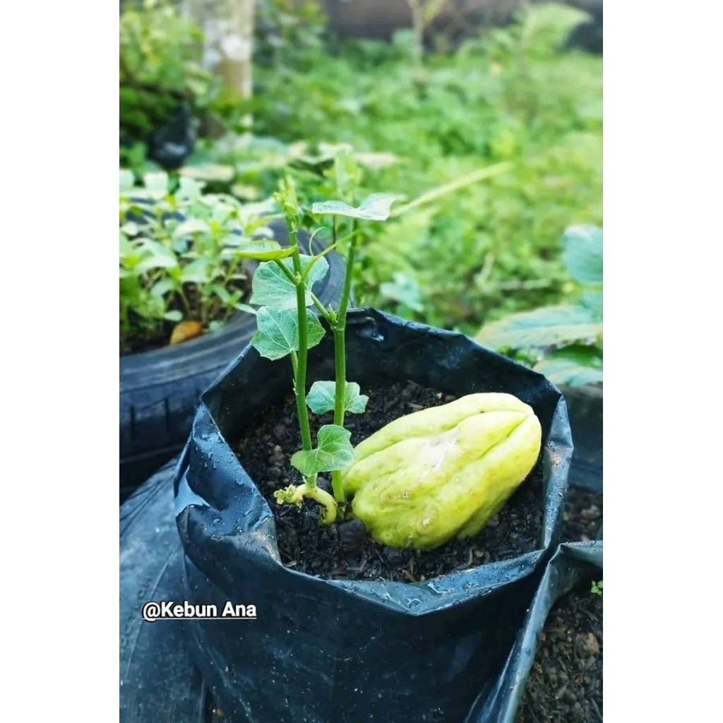 Bibit Tanaman Labu Siam