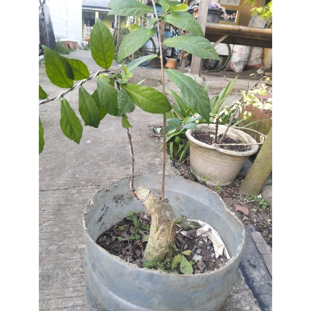 bahan bonsai serut mame Bonggol besar Dan Terbelah