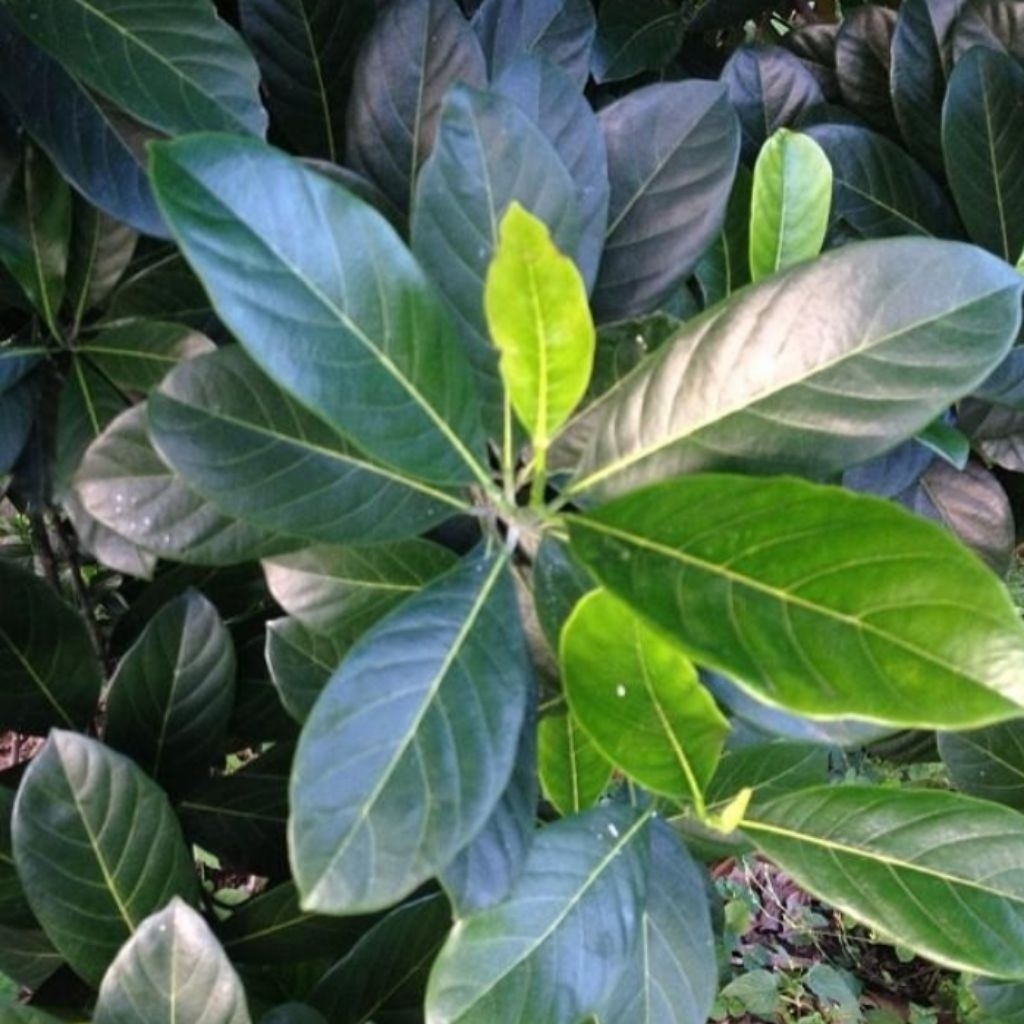 

daun nangka Segar 500gram