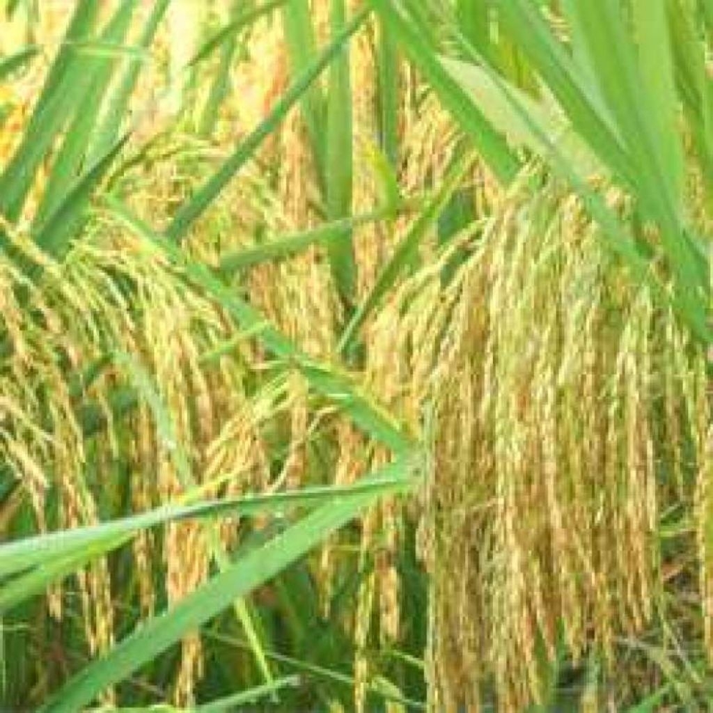 Benih padi Ciherang Janger (5kg)