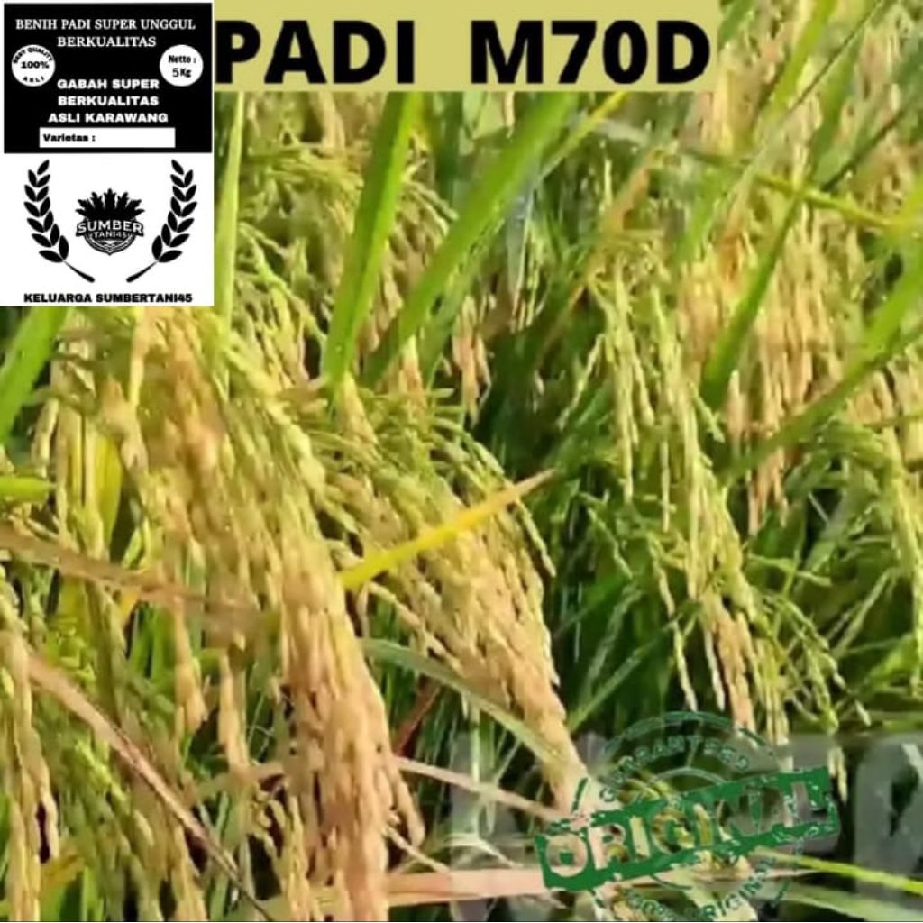 BENIH PADI M70D