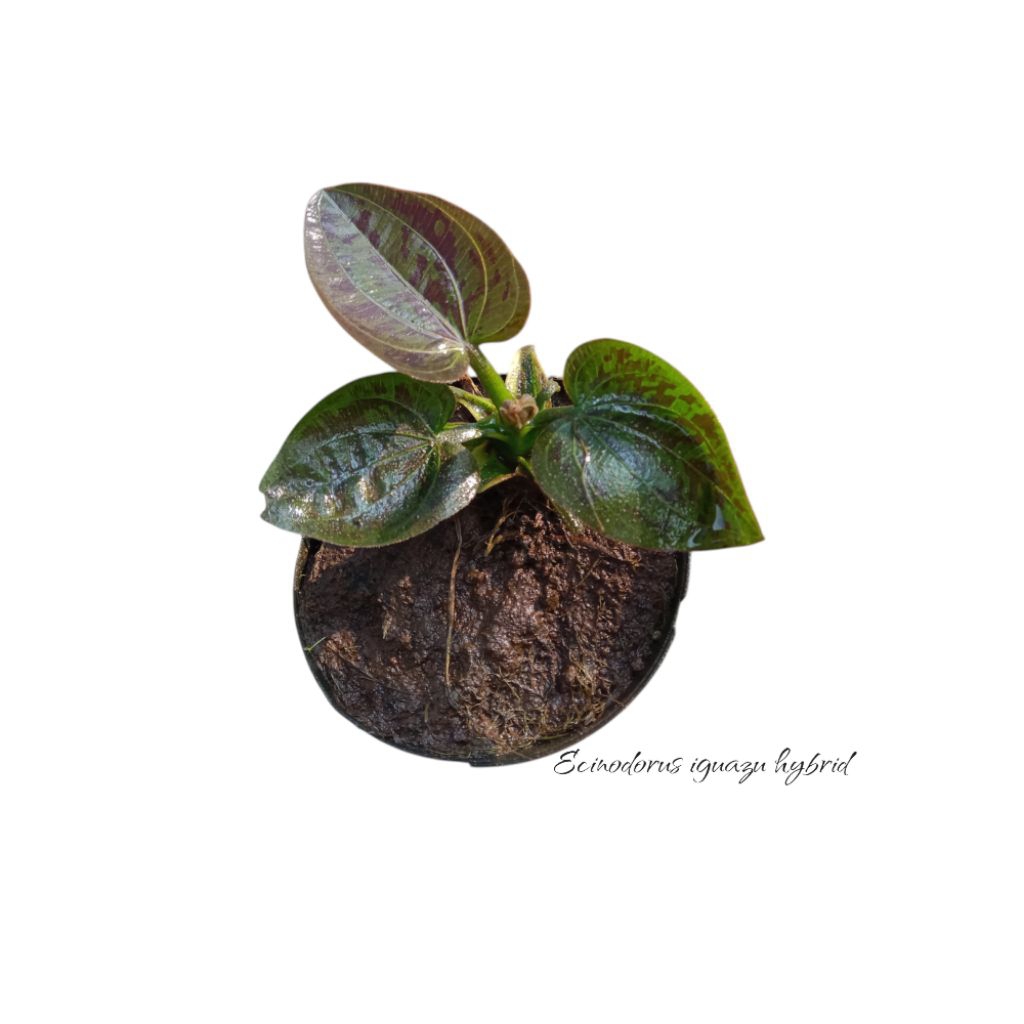 Tanaman aquascape " iguazu hybrid "tanam air