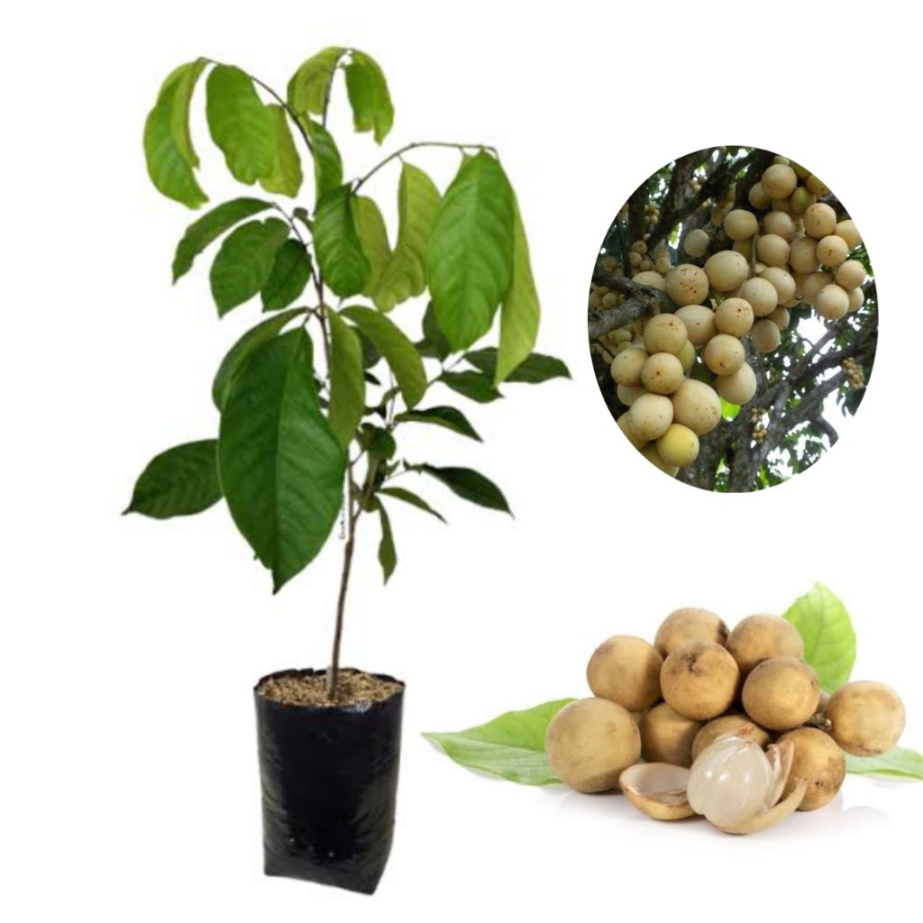 bibit pohon buah duku super | buah duku super | langsab | buah dukuh manis