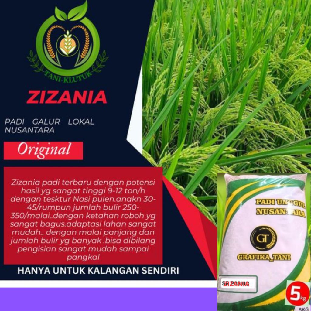 benih padi ZIZANIA 5KG