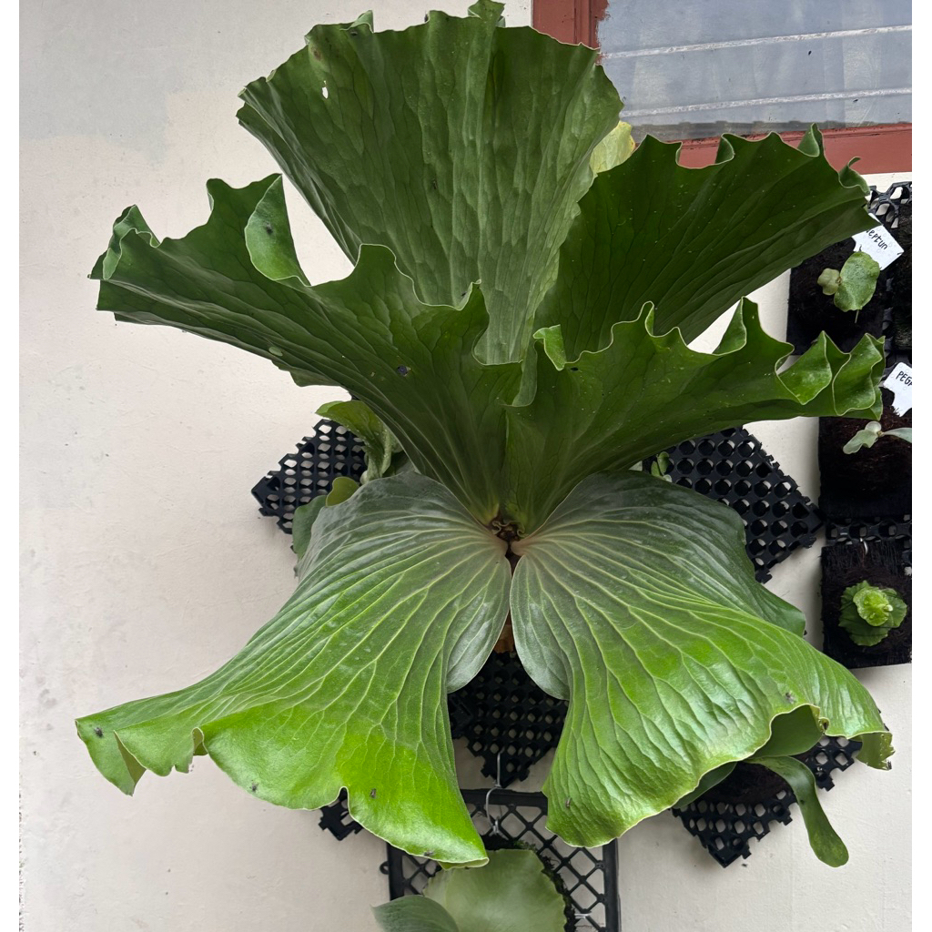 platycerium gajah ijo, platycerium elephatotis