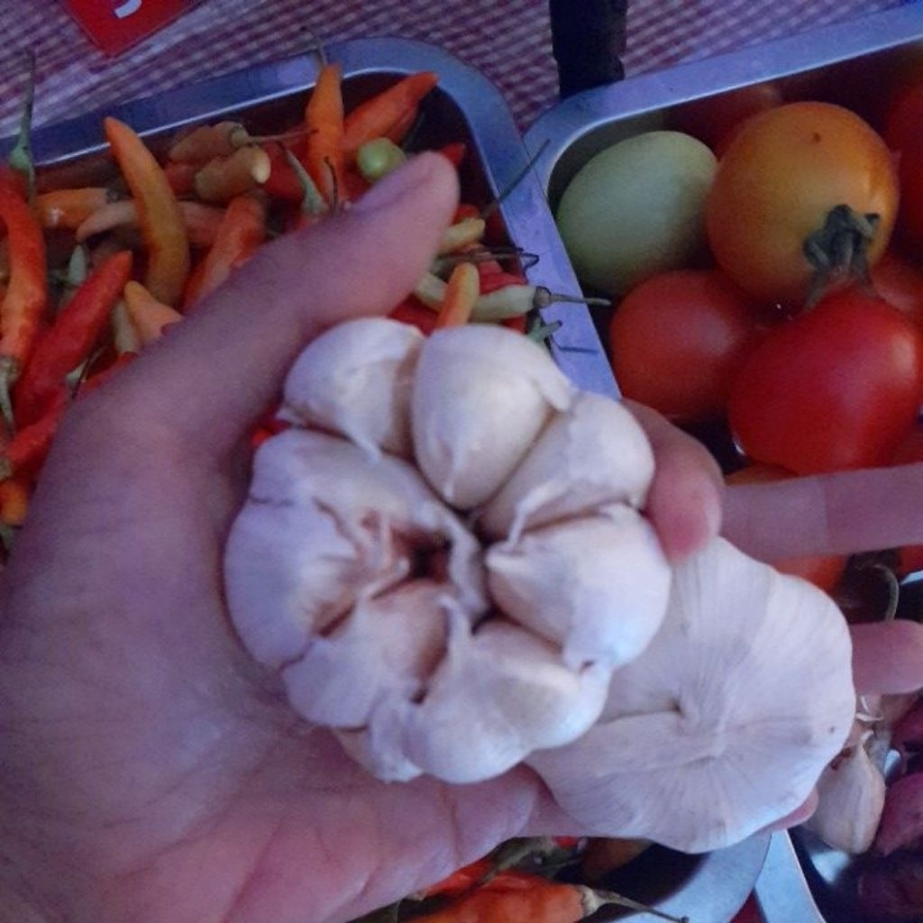 

Bawang putih 1kg