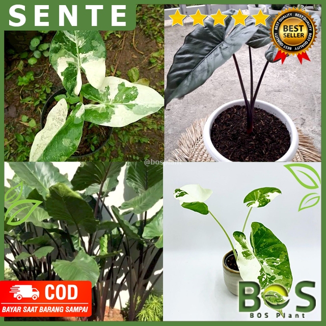 Bosplant - Tanaman Hias Sente Wulung / Sente Varigata /  Talas Hitam / Keladi / Alocasia Black