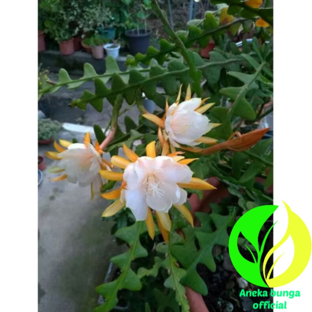 POHON BUNGA WIJAYA KUSUMA KERIS PUTIH GOLD / TANAMAN BUNGA WIJAYA KUSUMA KERIS
