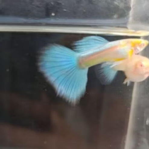 pembersih lantai ALBINO BLUE SKY guppy