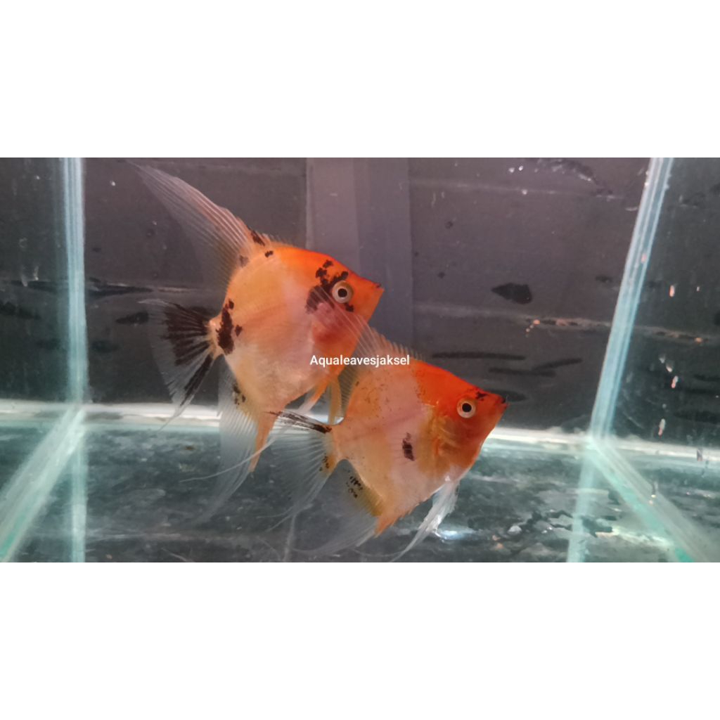 Manfish red devil satu pasang