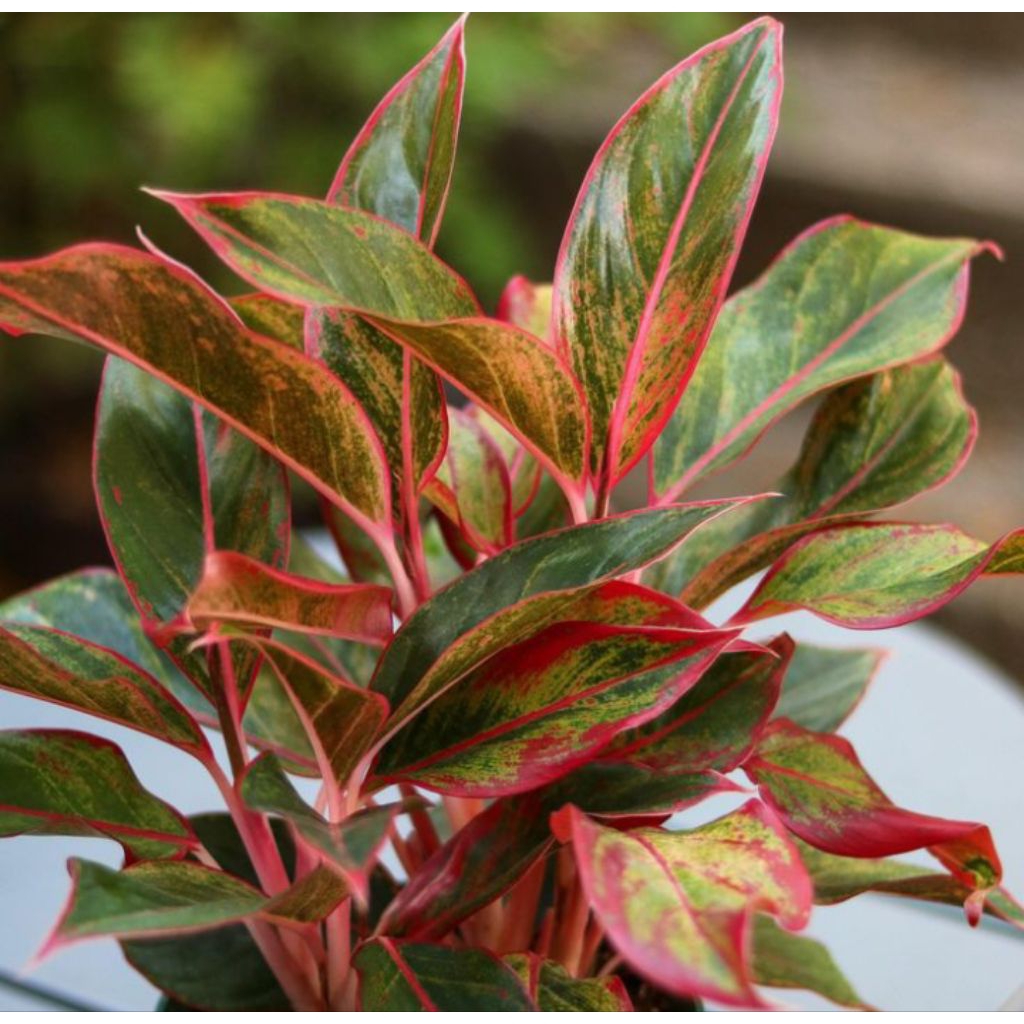 Tanaman Hias Lipstik Merah Tanaman Hias Lipstik Merah Berkualitas Cocok Untuk Hiasan
