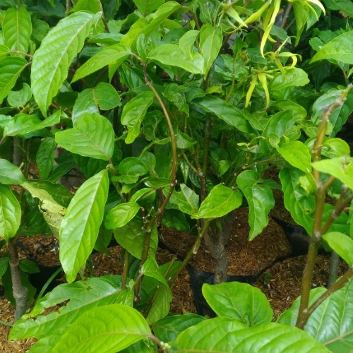 Tanaman Hias Kenanga - kenanga wangi - kenanga bunga besar - bunga kenanga
