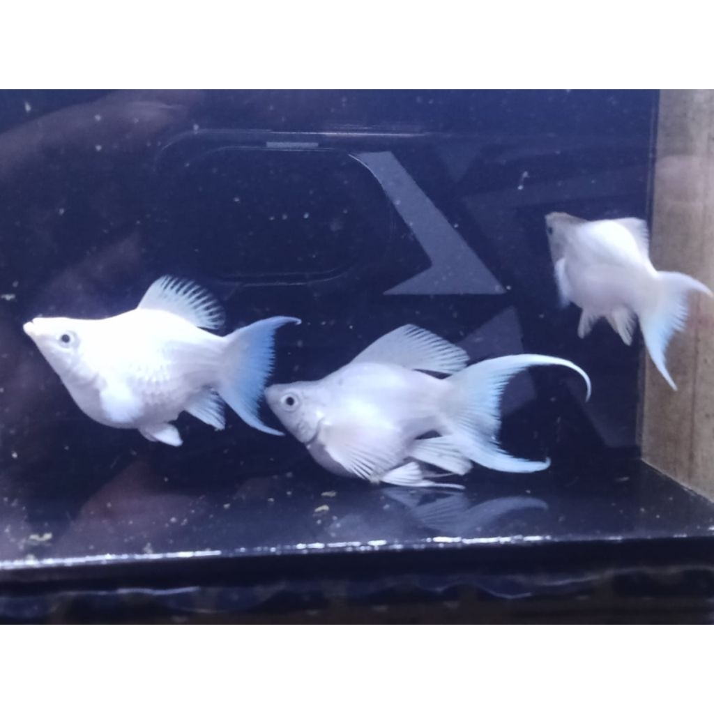 molly platinum balon lyretail