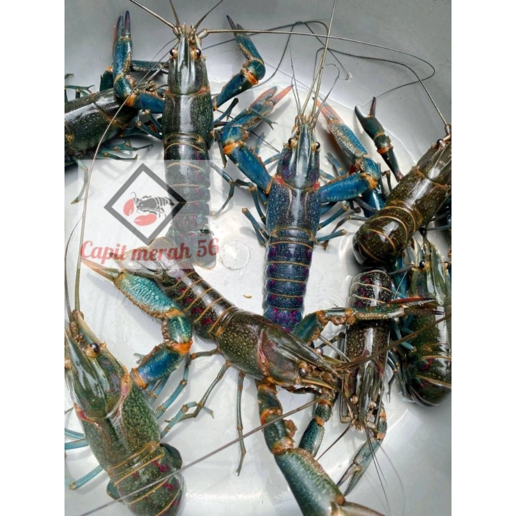 indukan paket isi 8 lobster air tawar size 5/6inch up GradeA+