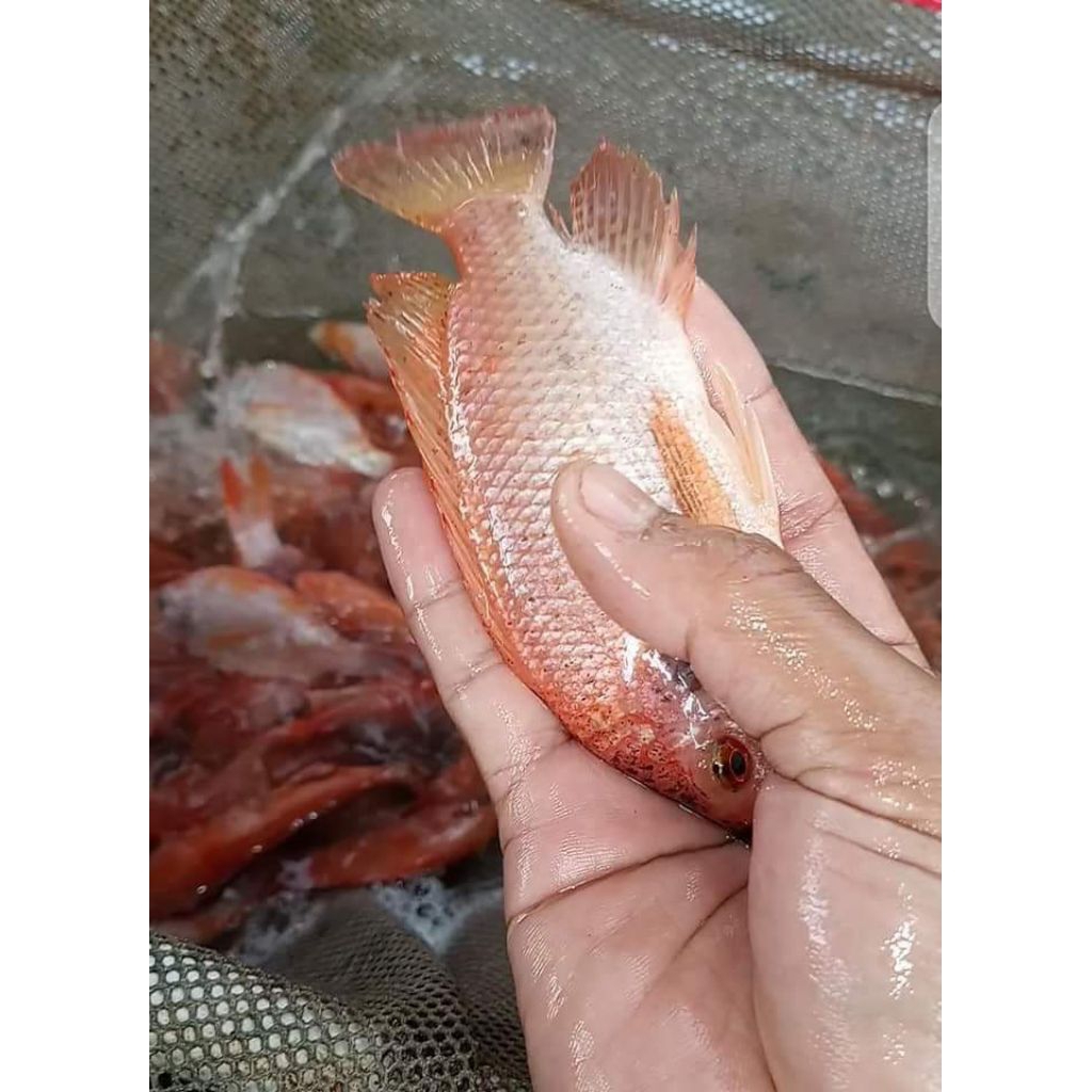 bibit nila merah ukuran 3 jari