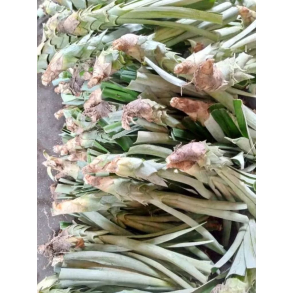 bibit nanas madu jumbo / bibit nanas, daun Tampa duri