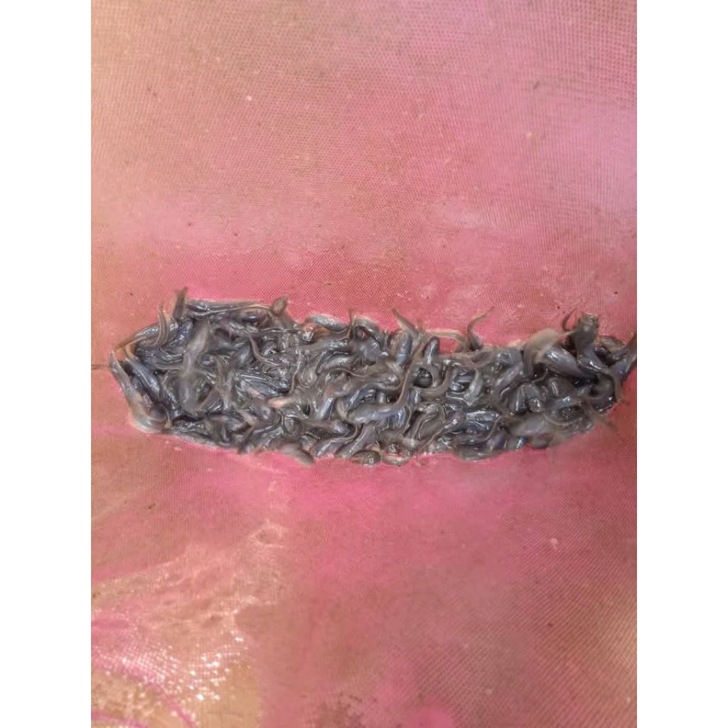 bibit lele 234 cm pergelas isi (500-7500-1000)