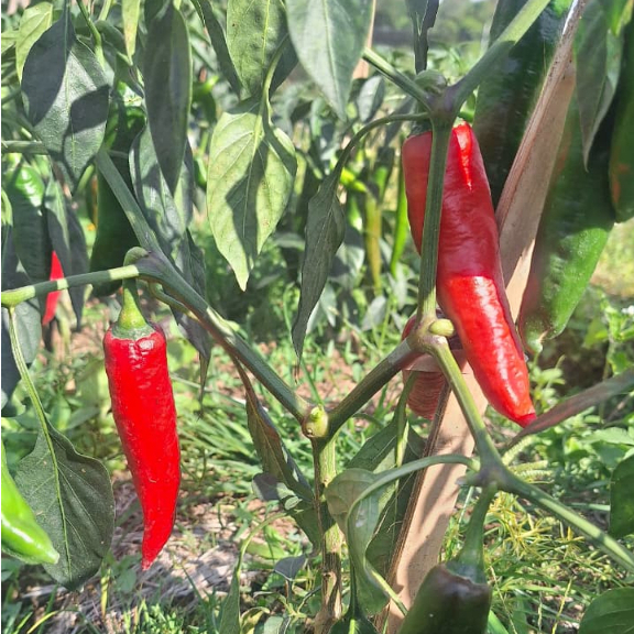 Cabe Merah Besar 1kg | Cabe Merah besar Fresh | Cabe Merah Premium Dari Petani