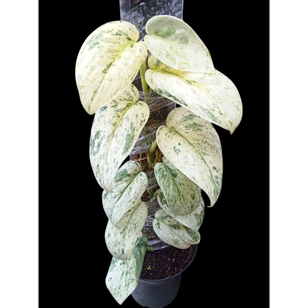 SCINDAPSUS EXOTICA NOID