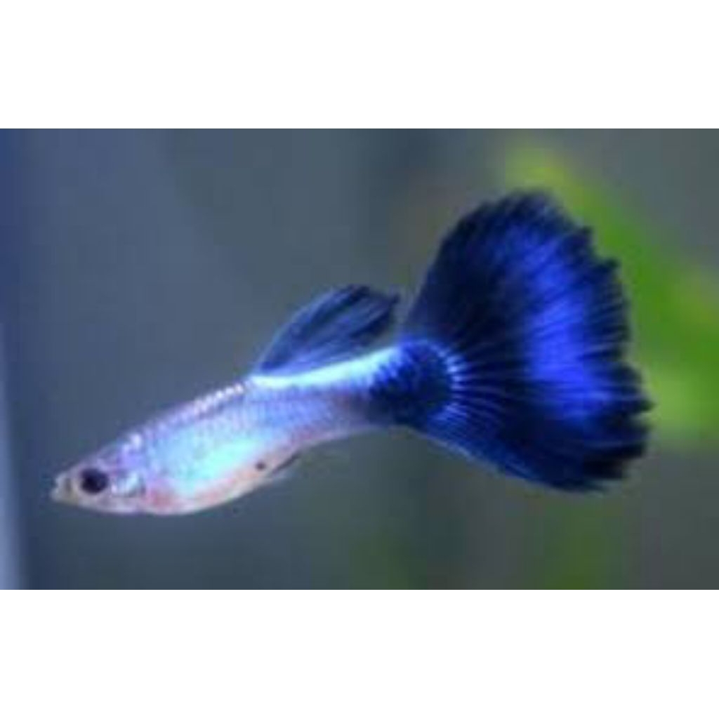 ikan guppy blue diamond aquascape