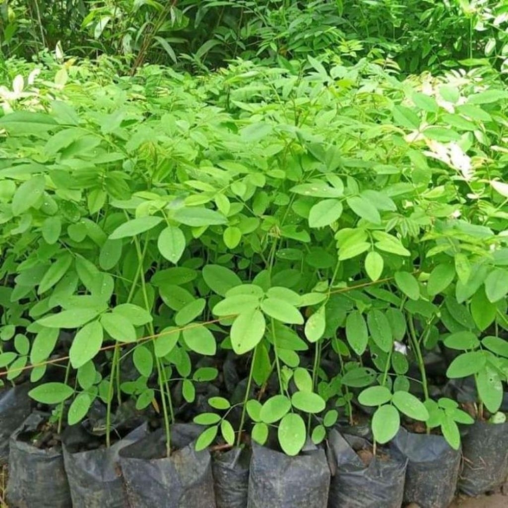 Bibit indigofera tanaman pakan ternak unggul siap tanam