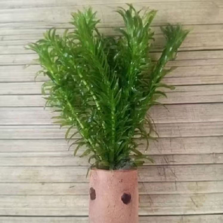 Tanaman Air, Tanaman Ganggang, Ganggang Air, Ganggang Hydrilla, Ganggang Hidrilla, Hidrilla Hornwort