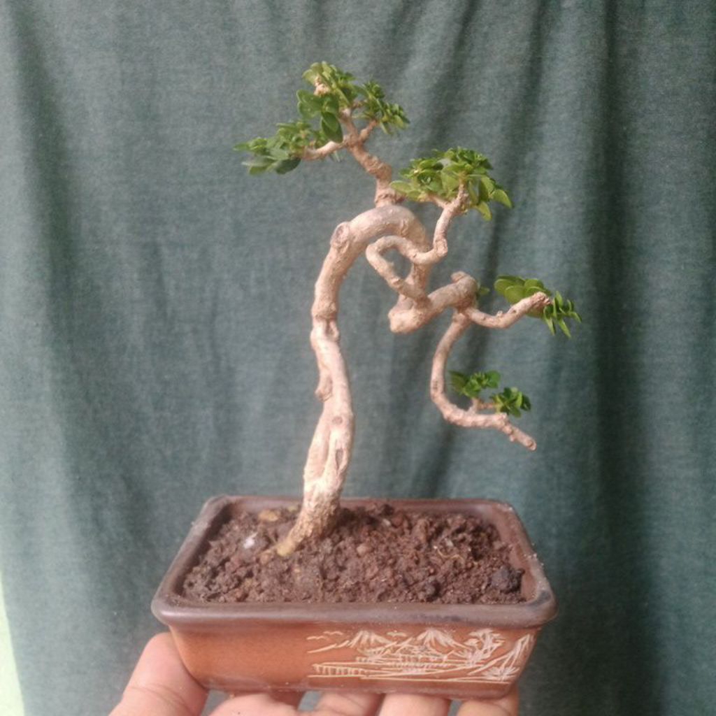 bonsai sancang mini