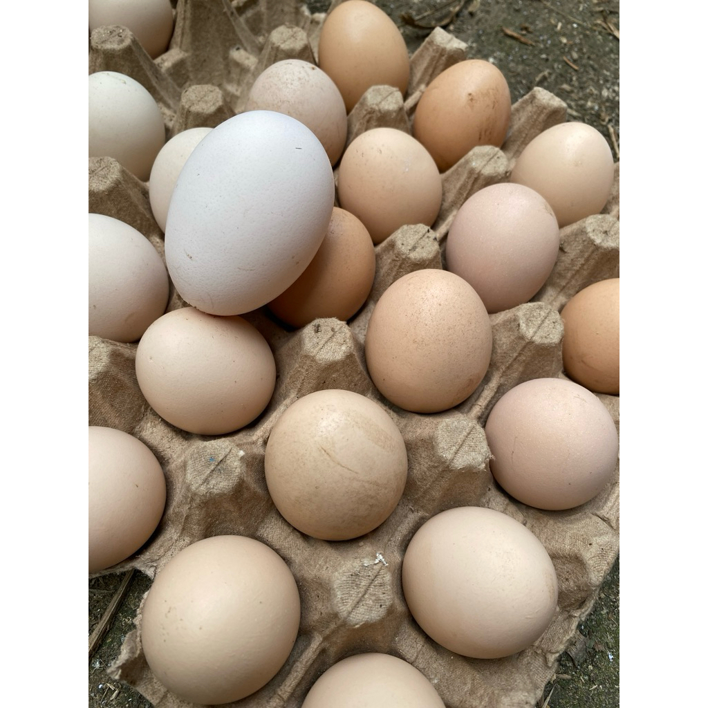Telur Fertil Ayam KUB 1
