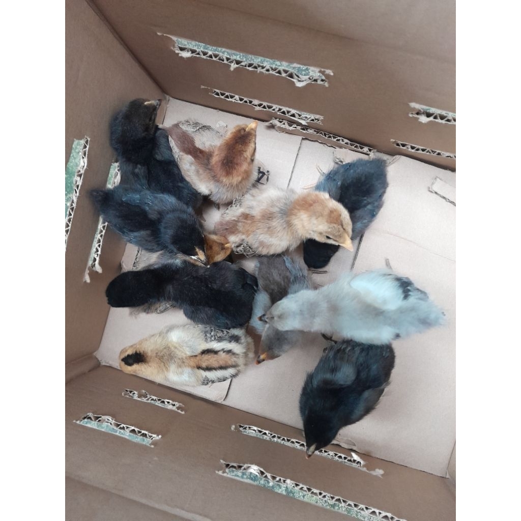 buk4n/KARDUS PACKING SUPERCHICK/DOC AYAM KAMPUNG UNGGULAN KUB2 UMR 0-3 MG/buk4n KARDUS PACKING ANAK 