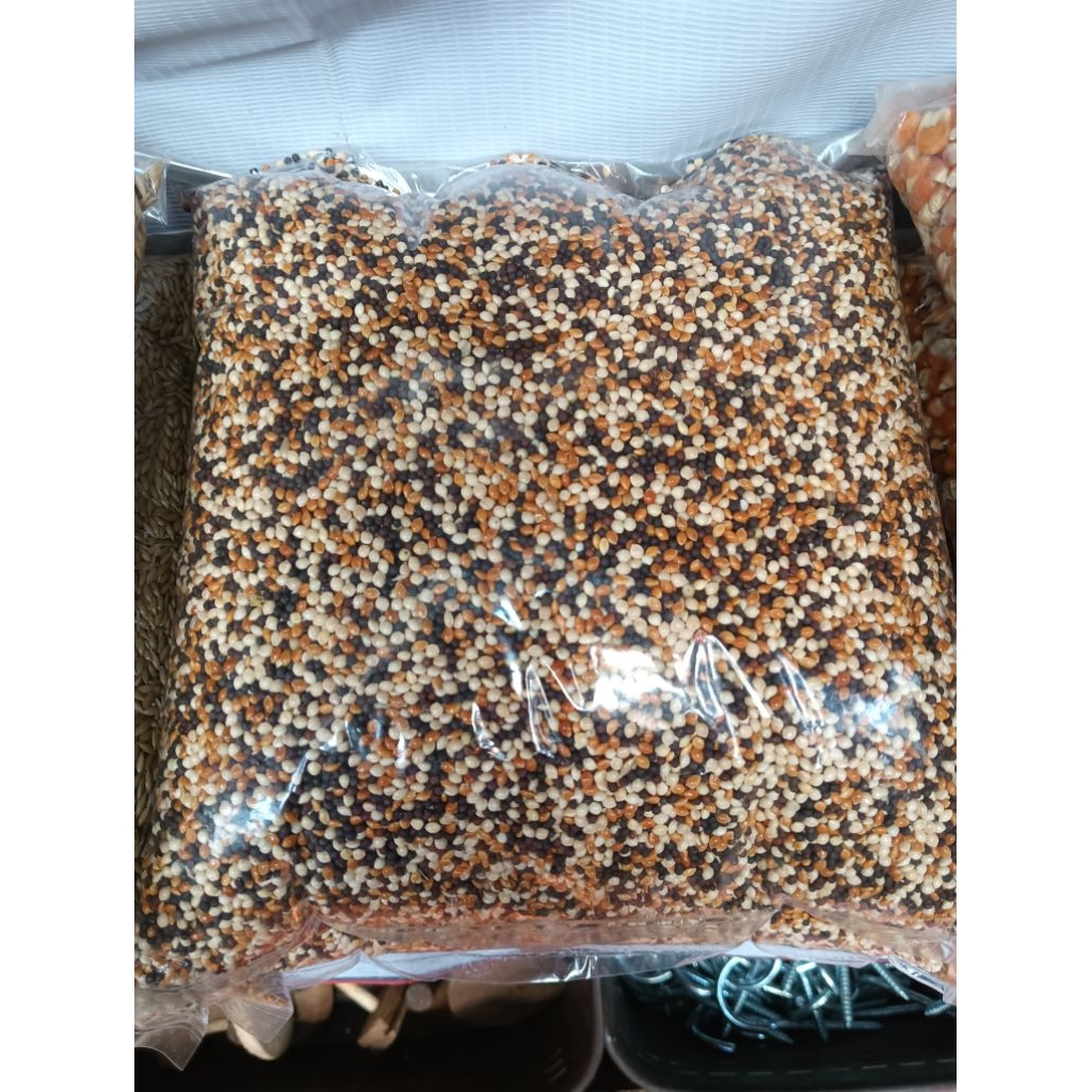 PAKAN BURUNG PERKUTUT GACOR