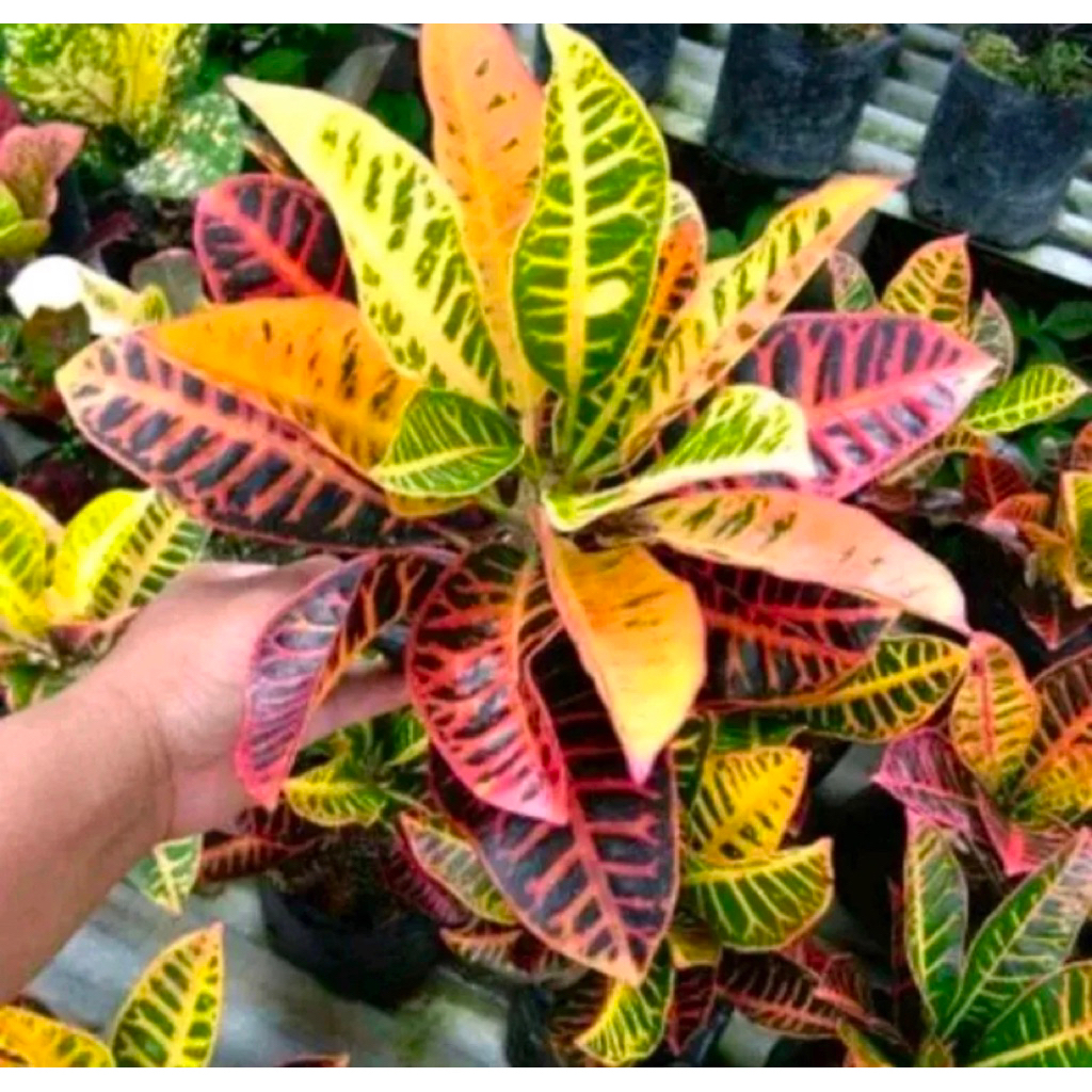 Tanaman Hias Puring Kura-Tanaman Puring Oscar Tanaman Puring