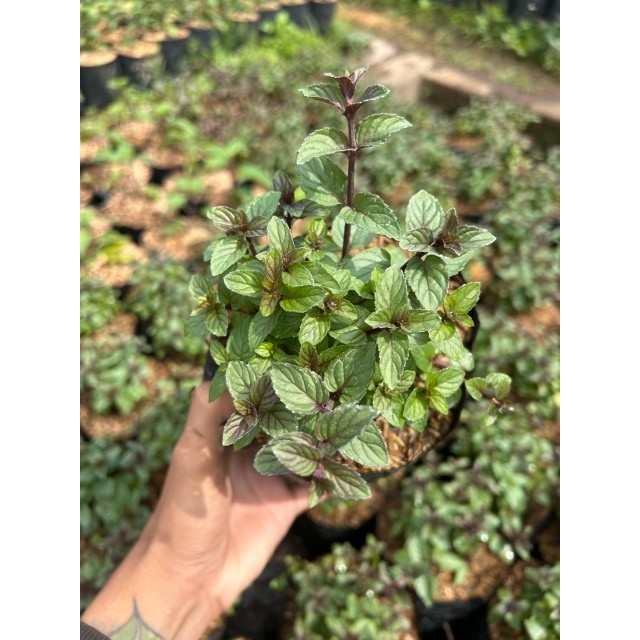 Bibit Tanaman Berries Mint | Pohon Bibit mint