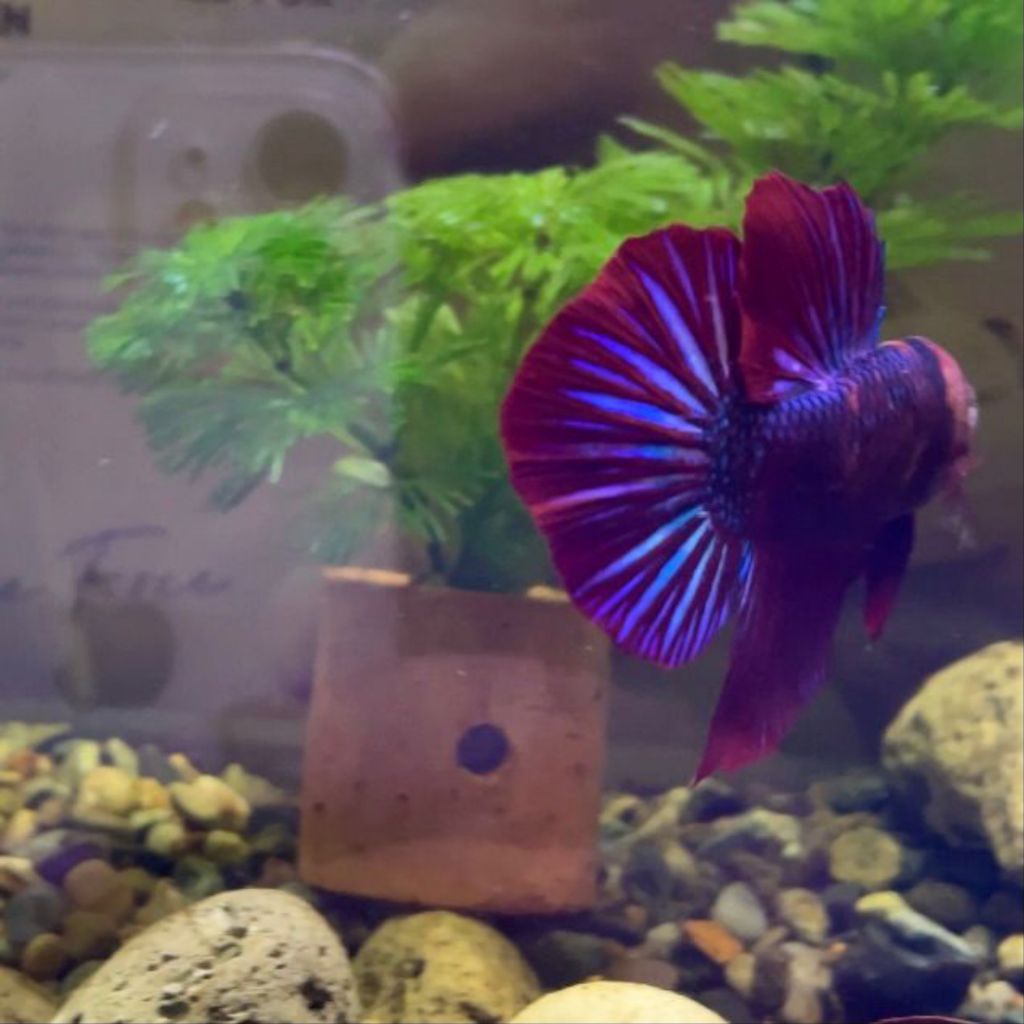 Cupang Giant line HMPK Stairtail BO4