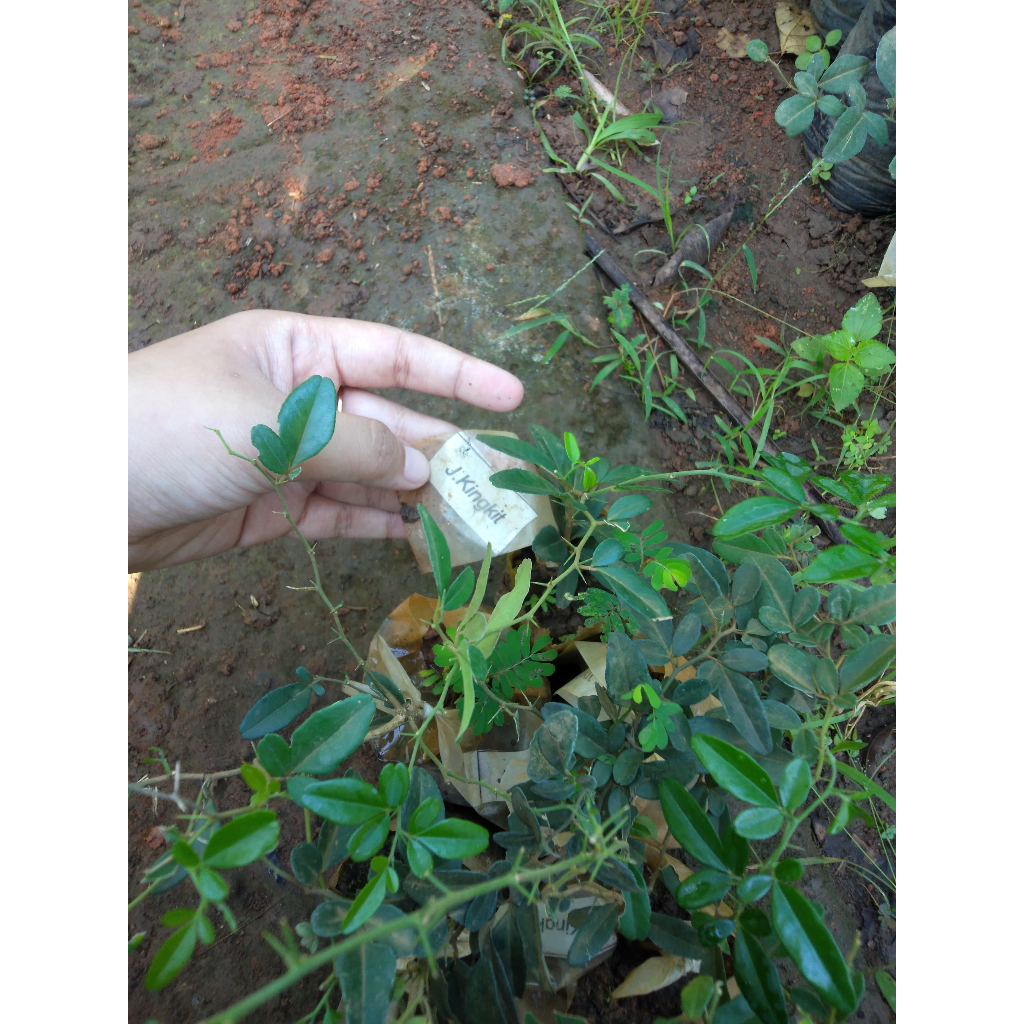 Bibit Tanaman Jeruk Kingkit/Limau Kiah/Lime Berry - Murah - Bisa Dijadikan Bonsai